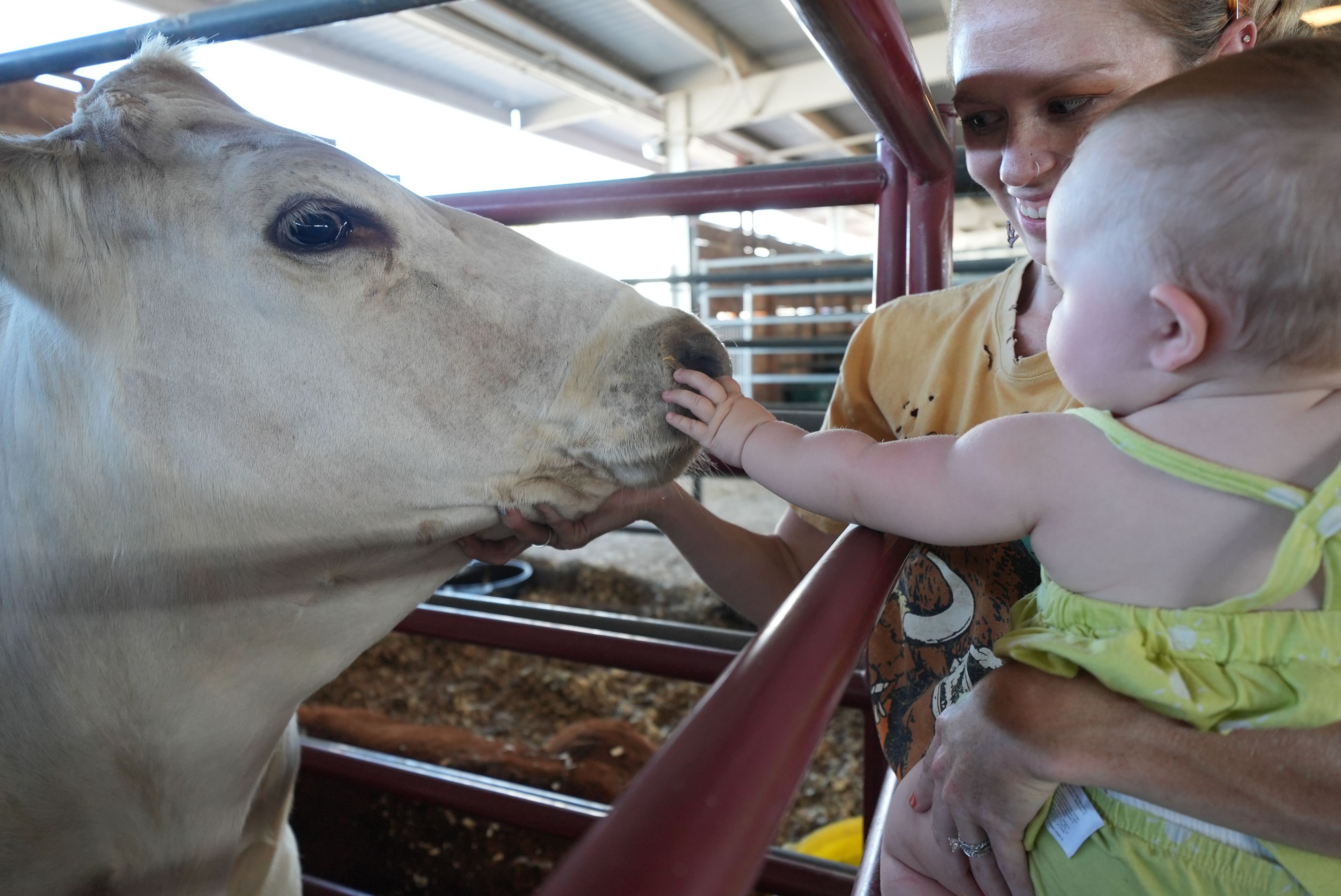 A baby and its mother petting a steer at the Adams County Fair. 