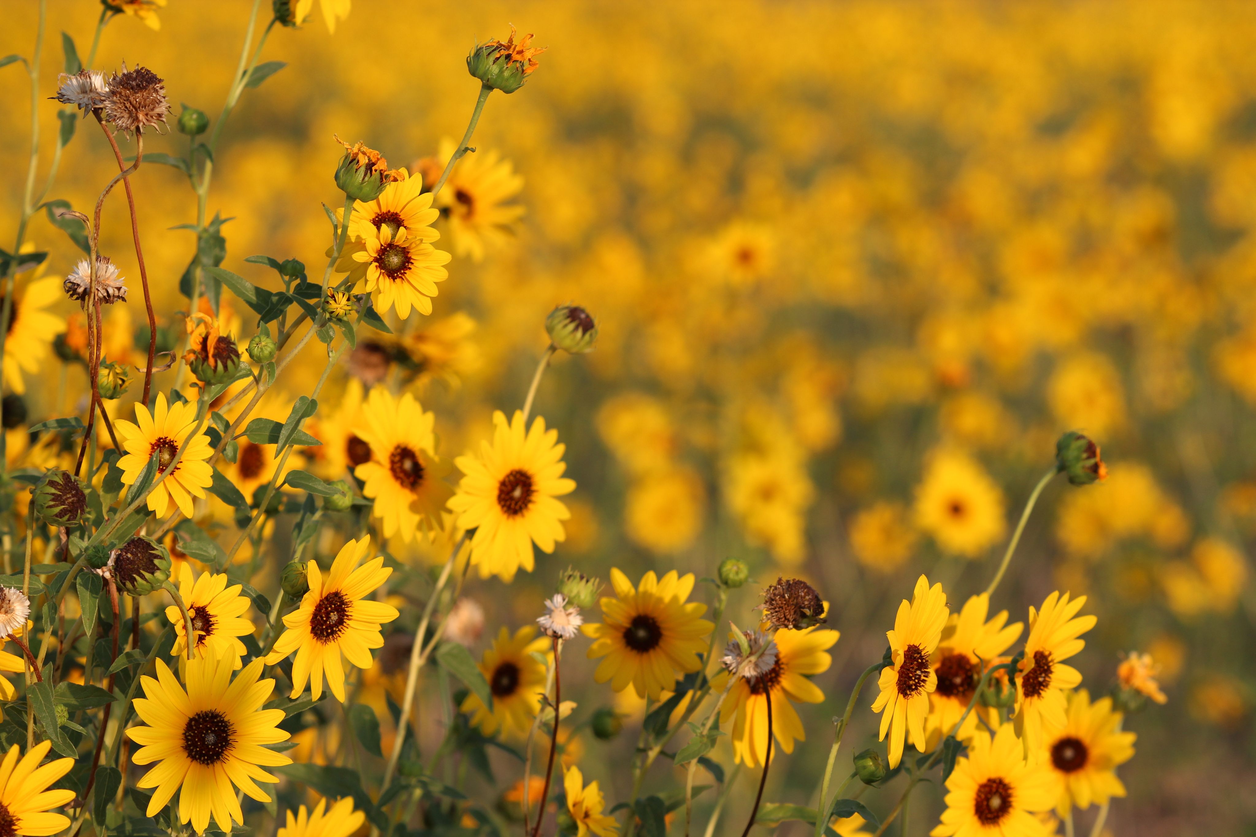 A field of sunflowers.